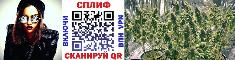 Шишки марихуана планчик где продают Можга